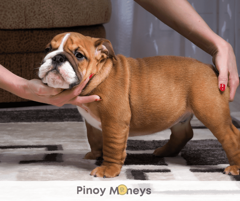 6 Sure Ways Dog Breeders Can Make More Money in The Philippines